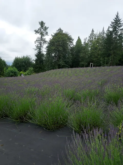 Arlington Lavender Farm