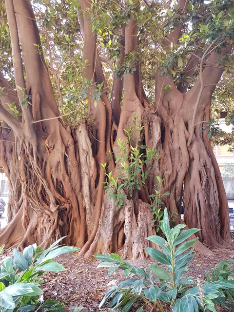 Ficus del Palau de Ripalda