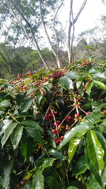 Gayo koffee