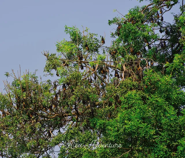 Flying Fox Sanctuary Tree