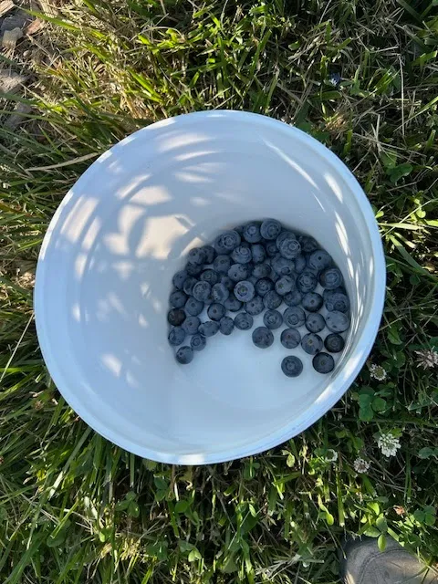 Blueberry Bottom Farm