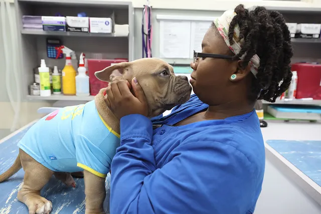 BluePearl Pet Hospital