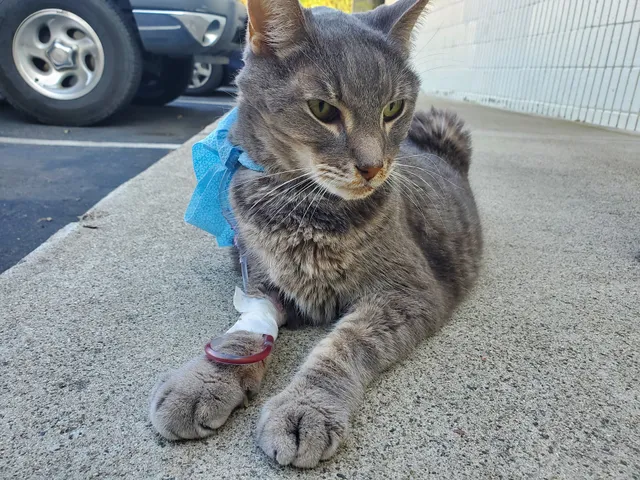 Brookhurst Animal Medical Center