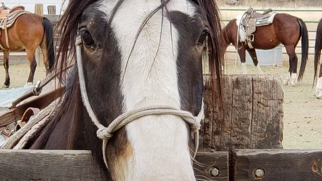 Trail Horse Adventure