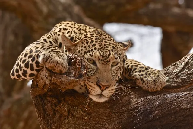 Ntaba African Safaris