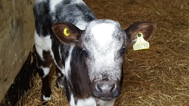 Gadles Farm Cottages