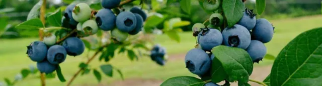 Blueberry Thrill Farm