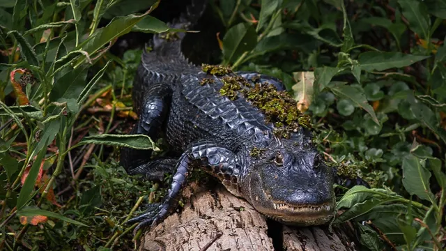 Captain Jed’s Airboat Rides