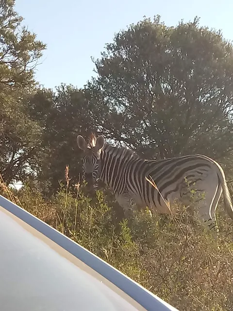 Bloemfontein White Horse