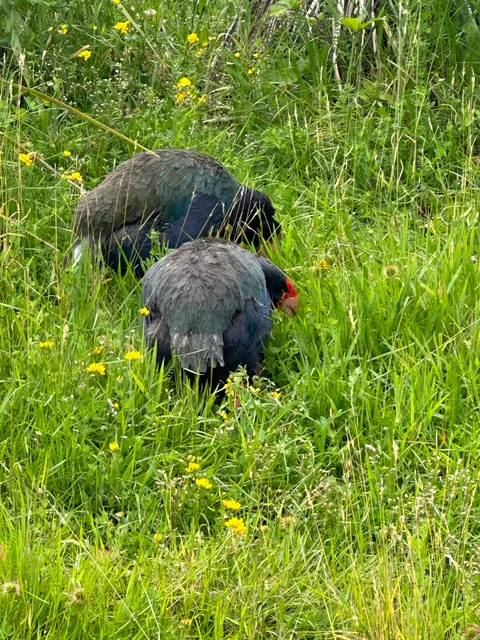 Te Anau Bird Sanctuary (Takahe sanctuary)