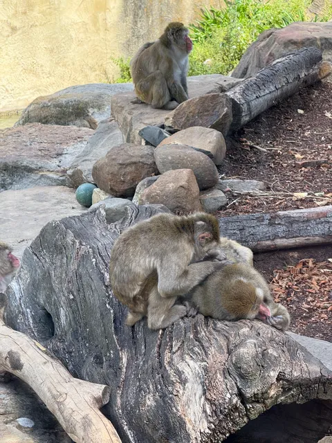 Japanese Macaque Exhibit