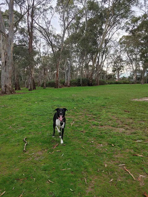 Ashley Avenue Dog Park