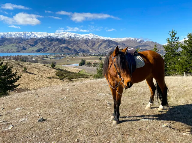 Golden Hills Horse Treks