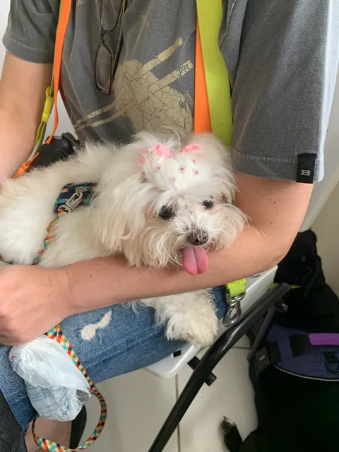 Clinica Veterinária CeciVet