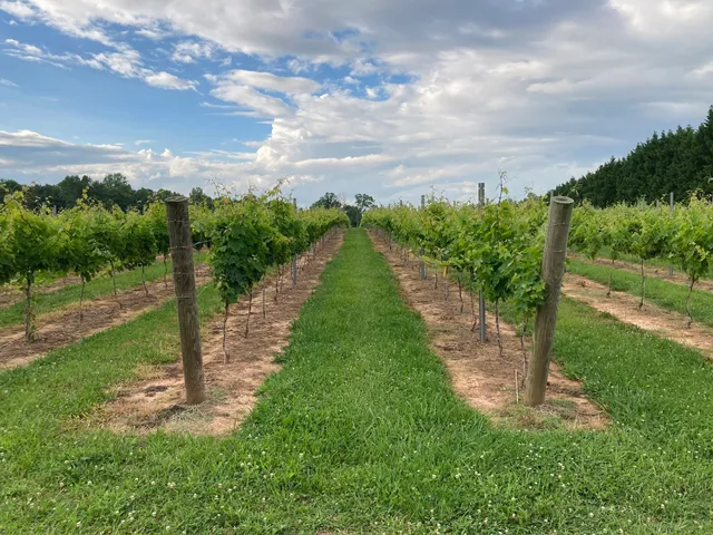 Sotrio Vineyards and Winery