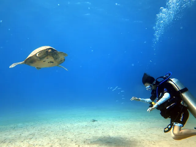 Kraken Marine Divers of Honolulu LLC