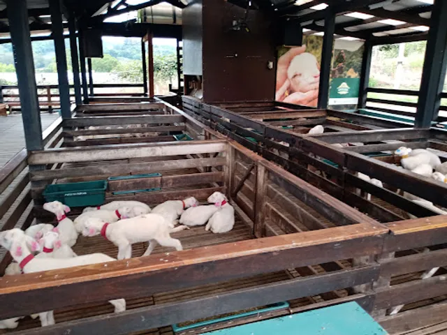 Madre Regina Massaria