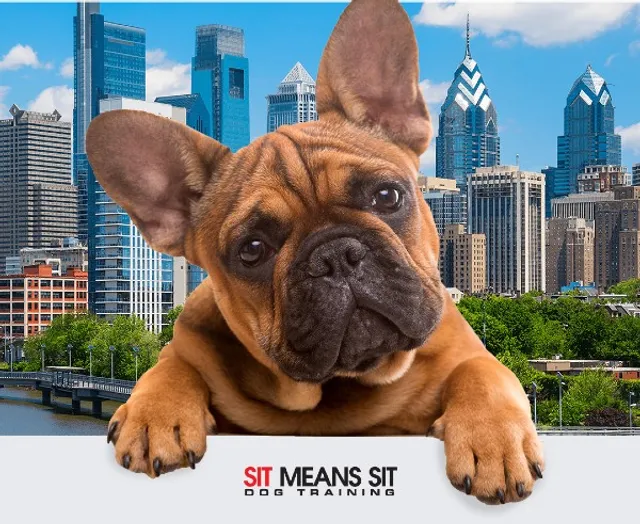 Sit Means Sit Dog Training - Philadelphia