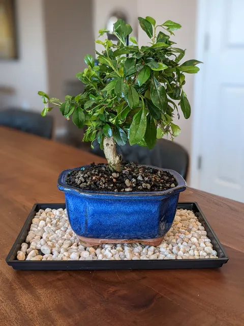 Bonsai Outlet