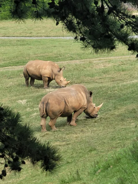 Rhinoceros Exhibit