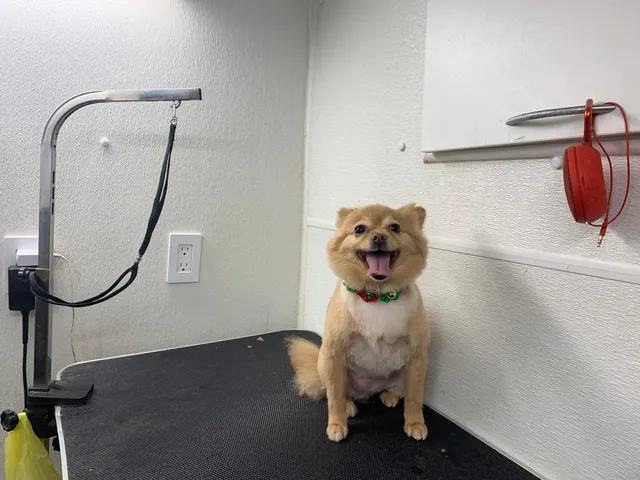 Mobile Dog Grooming Miami