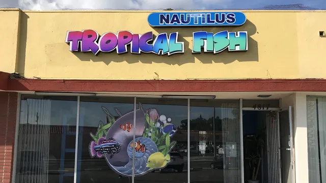 Nautilus Tropical Fish