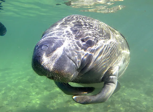 Swim with Manatees Majestic Manatee Tours
