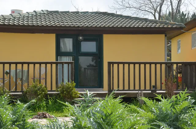 צל הזית The Olive Tree