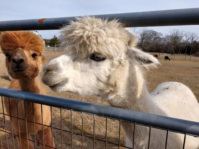 Edel Haus Alpaca Farm