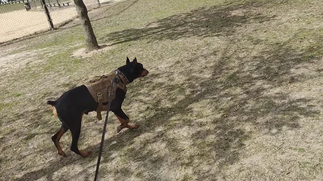 Cunningham Park Field T1