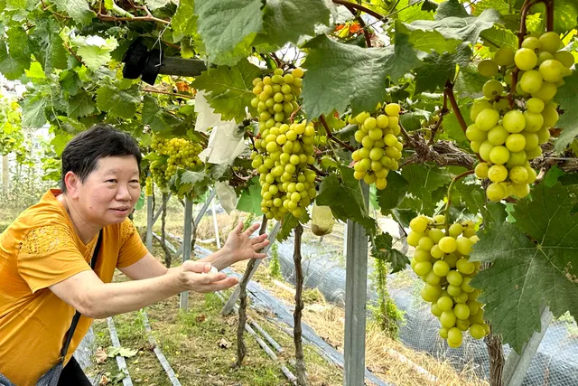 Long Ping Strawberry Park