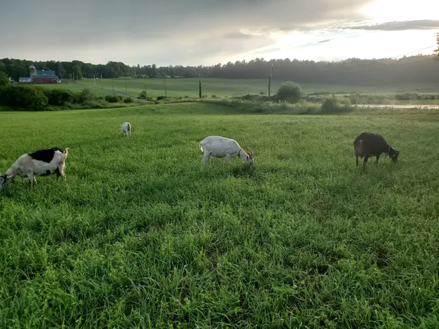 Maplebrook Farmstead