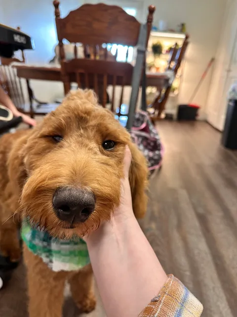 petbar Boutique - League City