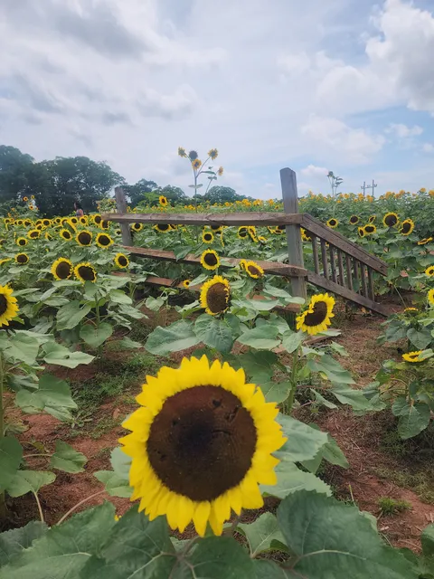 Denver Downs Farmstead