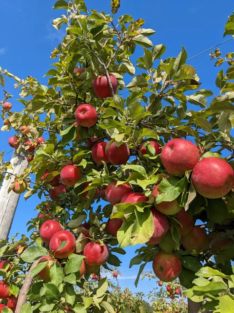 Peck & Bushel Fruit Company