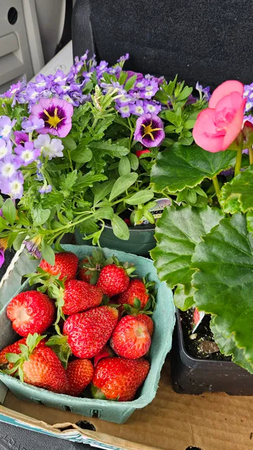 The Homestead Market