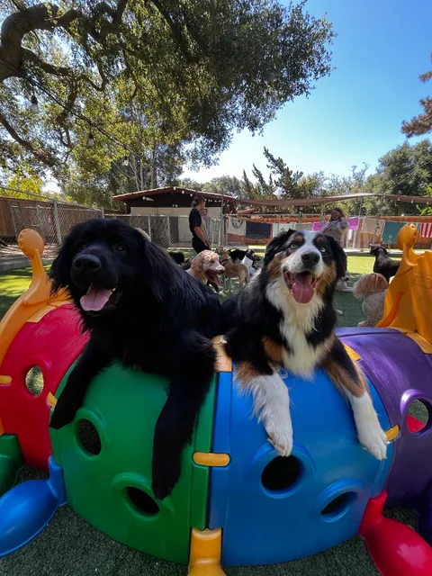 Tale of the Dog Boarding & Daycare