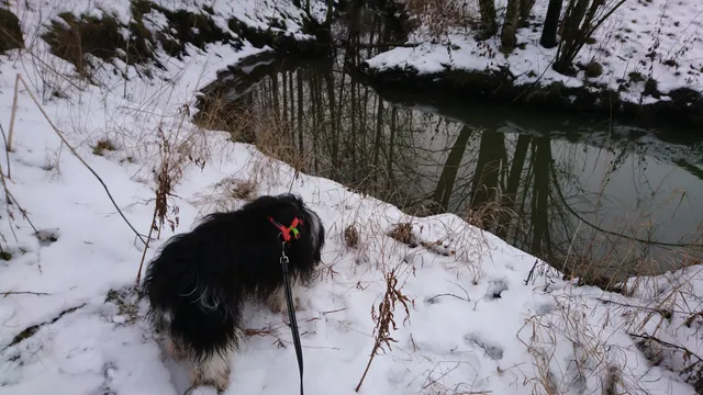 Lassilan koira-aitaus