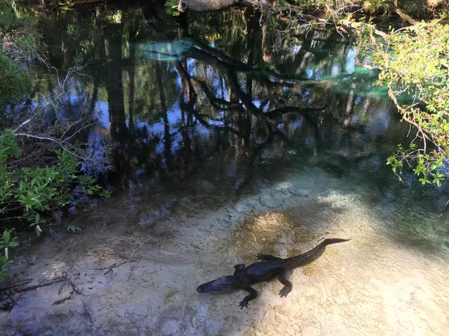 Fern Hammock Springs