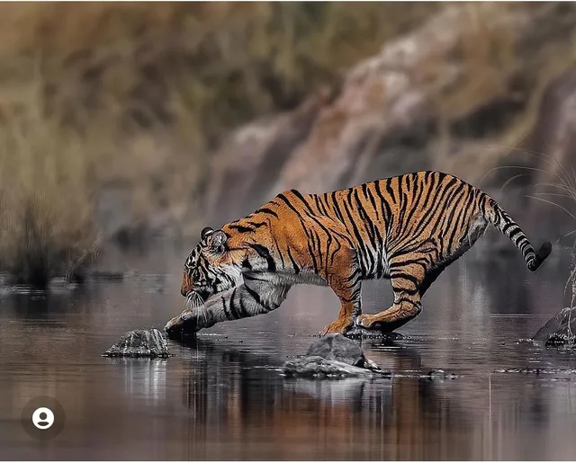 Ranthambore Safari Booking Roar N Wild