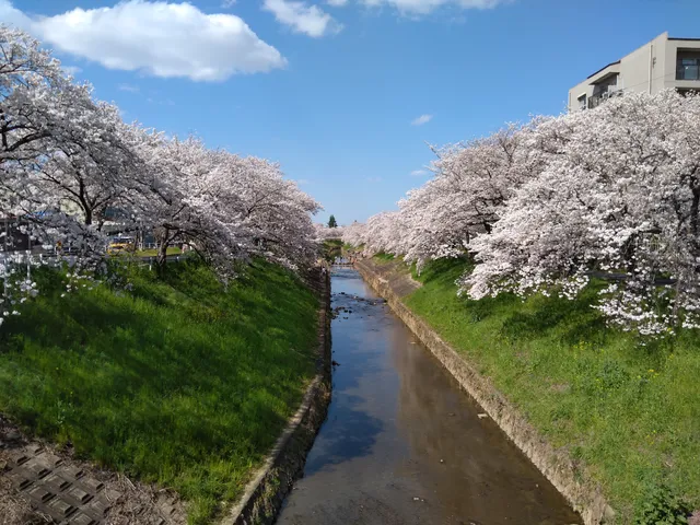 Cherry Trees on the Saho River
