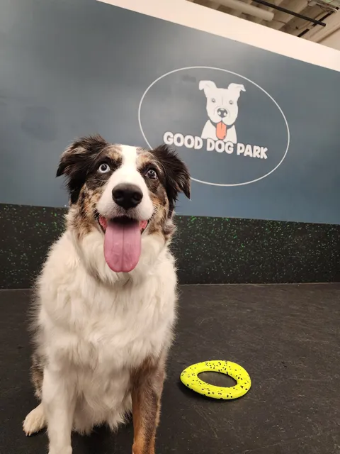 Good Dog Park