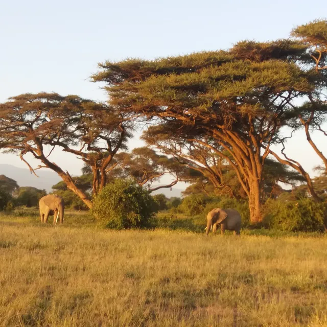 ALLPRO AFRICAN SAFARIS