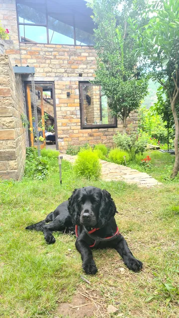 The House on the Slope