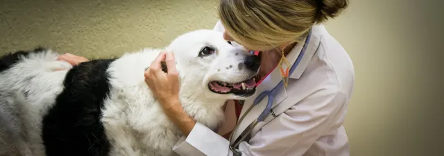 Downtown Pet Hospital