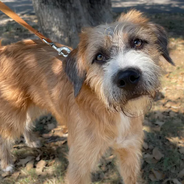 Aggieland Humane Society