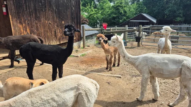 Trotter Hill Alpacas