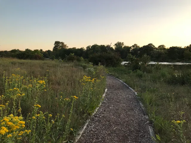 Jackson Park Bobolink Meadow