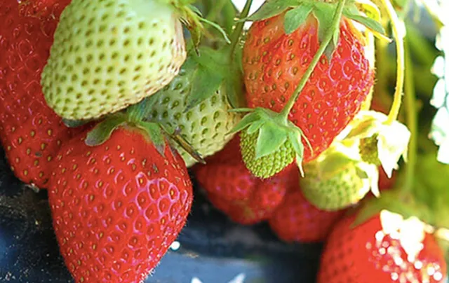 Jozankei Farm, Fruit Theme Park