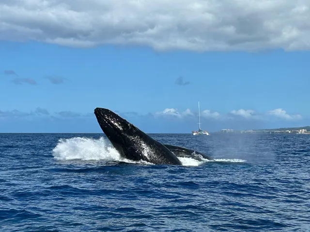 Maui Ocean Adventures